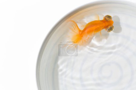 Photo for Goldfish in glass dish on white background - Royalty Free Image