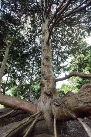 Foto de Un plano vertical de las raíces de un gran árbol en el bosque - Imagen libre de derechos