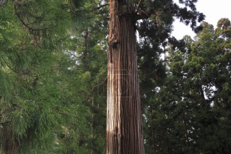 Téléchargez les photos : Des séquoias géants au parc - en image libre de droit
