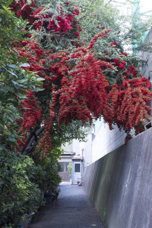 Téléchargez les photos : Vue rapprochée de la plante avec des grappes de baies rouges vives. - en image libre de droit