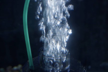 Téléchargez les photos : Bulles d'oxygène de la pompe à air dans l'aquarium - en image libre de droit