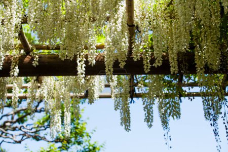 Téléchargez les photos : Gros plan de fleurs d'été sur l'arbre - en image libre de droit