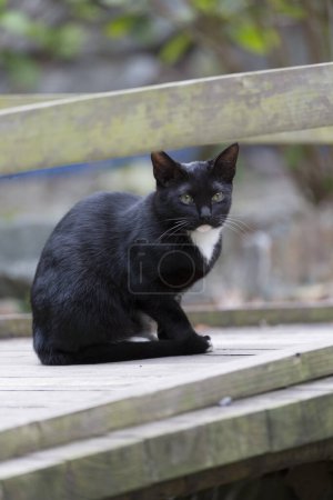 Téléchargez les photos : Chat noir sur un pont en bois. - en image libre de droit