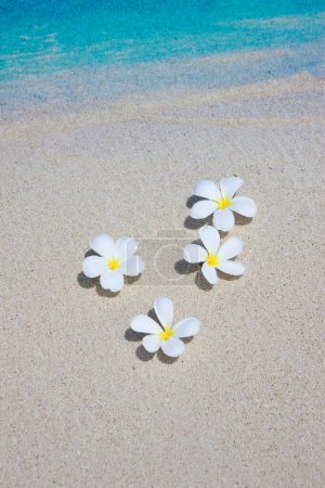 Téléchargez les photos : Frangipani fleurs sur plage tropicale sablonneuse - en image libre de droit