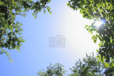 Téléchargez les photos : Arbres avec des feuilles vertes dans le parc, vue du bas - en image libre de droit