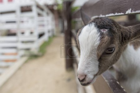 Téléchargez les photos : Mignonne petite chèvre dans le paddock sur fond - en image libre de droit