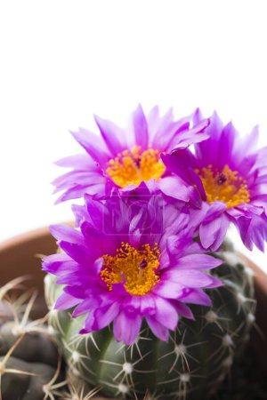 Téléchargez les photos : Fleurs violettes au soleil, vue rapprochée - en image libre de droit