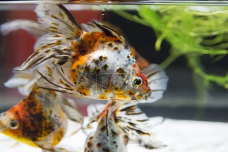 Téléchargez les photos : Poissons dans l'aquarium, gros plan - en image libre de droit