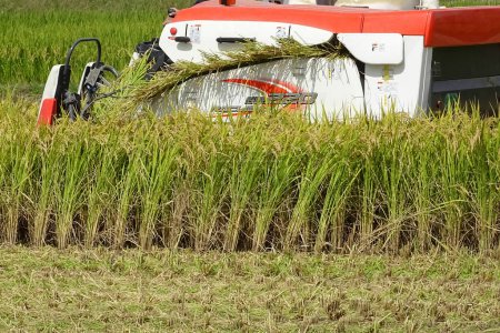 Téléchargez les photos : Moissonneuse-batteuse travaillant dans une rizière. - en image libre de droit