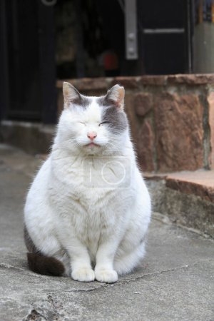 Téléchargez les photos : Chat blanc assis dans la rue le jour - en image libre de droit