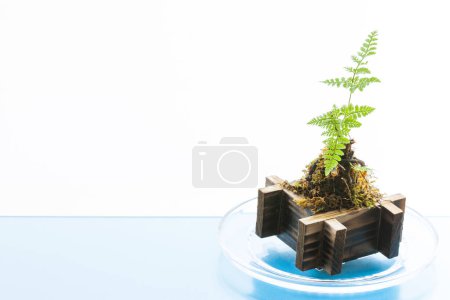 Photo for Green bonsai tree on table , close up - Royalty Free Image