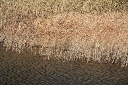 Foto de Cañas secas en el agua - Imagen libre de derechos