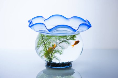 Photo for A glass aquarium with golden  fish on background, close up - Royalty Free Image