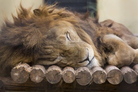 Téléchargez les photos : Lion dormant dans le zoo. - en image libre de droit