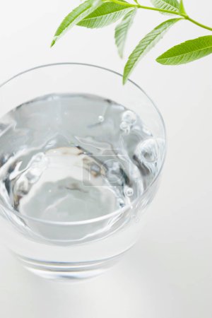 Foto de Vaso con agua y planta fresca con hojas verdes sobre fondo blanco - Imagen libre de derechos