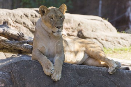 Téléchargez les photos : Lionne couchée sur les rochers dans le zoo sur fond de nature - en image libre de droit