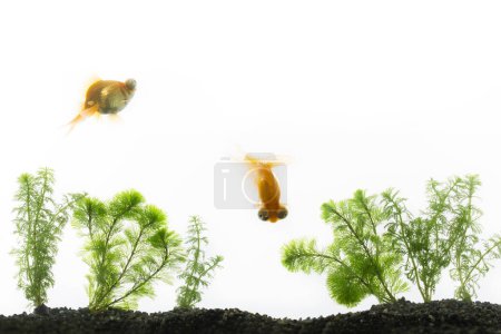 Photo for Goldfishes in aquarium on white background - Royalty Free Image