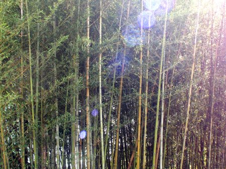 Téléchargez les photos : Belle forêt de bambous avec de grandes plantes et la lumière du soleil - en image libre de droit