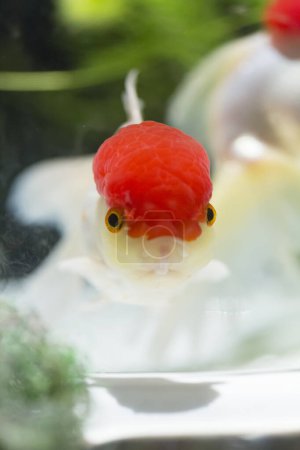 Foto de Primer plano de peces rojos y blancos nadando en el agua - Imagen libre de derechos