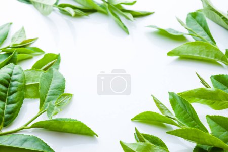 Téléchargez les photos : Feuilles vertes fraîches isolées sur blanc - en image libre de droit