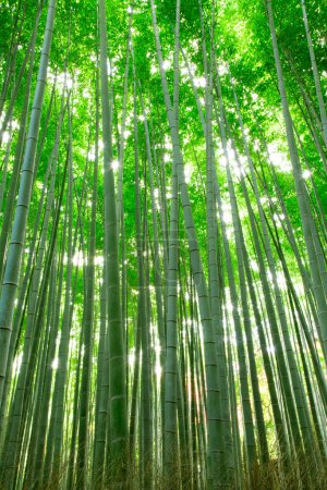Foto de Hermoso bosque de bambú verde en kyoto japón - Imagen libre de derechos