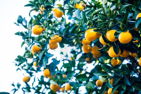 Photo for Orange fruit tree with ripe oranges - Royalty Free Image