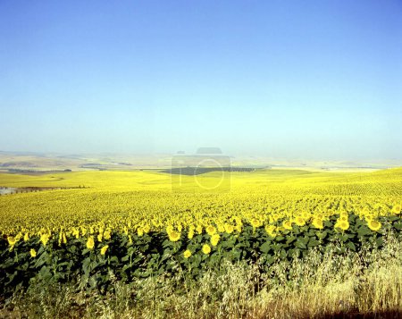 Photo for Field and sunflowers on background - Royalty Free Image