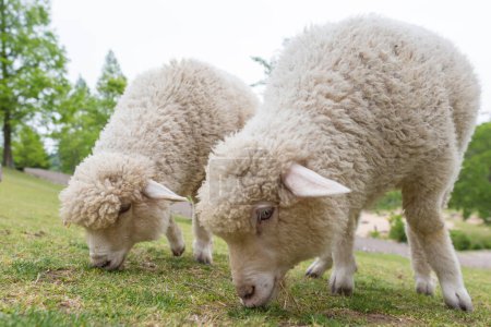 Téléchargez les photos : Moutons mignons dans la ferme sur fond de nature - en image libre de droit