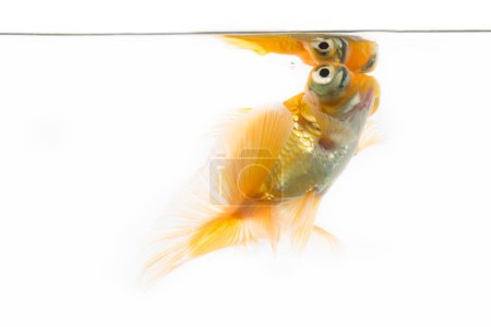 Foto de Gold fish isolated white background - Imagen libre de derechos