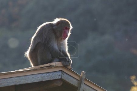 Téléchargez les photos : Vue du singe dans les montagnes - en image libre de droit