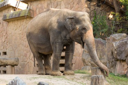 Téléchargez les photos : Éléphant mignon dans le zoo sur fond de nature - en image libre de droit