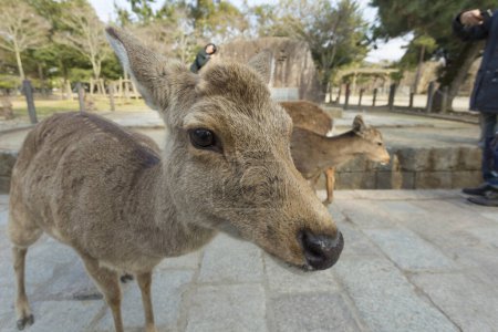 Photo for Brown  deer  walking at a park in Nara, Japan - Royalty Free Image