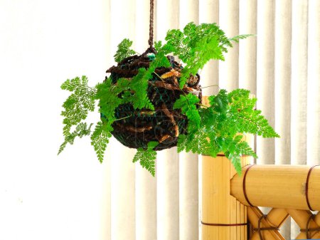 Téléchargez les photos : Pendaison décoration florale avec des feuilles vertes suspendues et croissant à partir d'une boule de terre - en image libre de droit