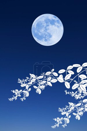 Foto de Luna llena en el cielo nocturno y ramas con hojas - Imagen libre de derechos