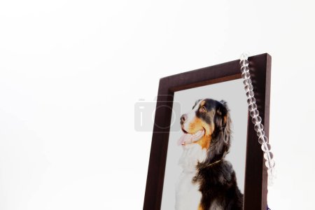 Family pet dog portrait in a funeral frame