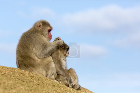 Foto de Macacos japoneses monos en busca de pulgas - Imagen libre de derechos