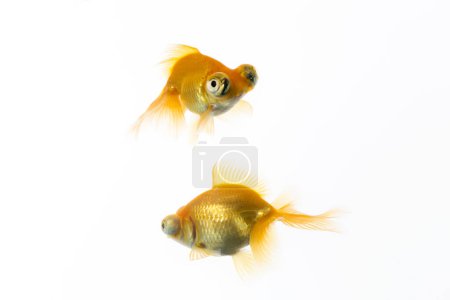 Photo for Two goldfishes isolated on white background - Royalty Free Image
