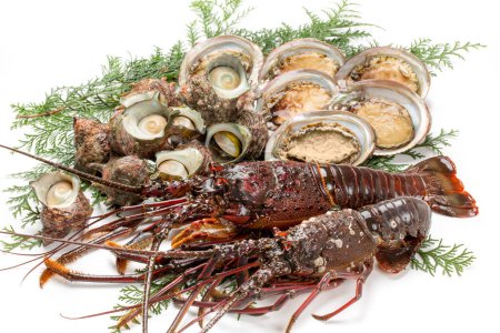 Téléchargez les photos : Écrevisses, huîtres et escargots frais sur fond blanc - en image libre de droit