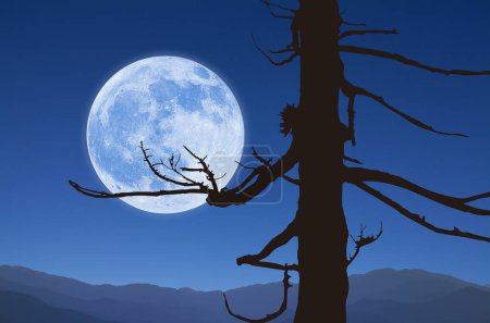 Foto de Silueta de un árbol y la luna - Imagen libre de derechos