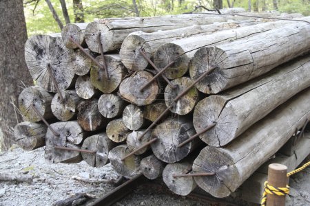 Téléchargez les photos : Texture du bois dans la forêt. - en image libre de droit