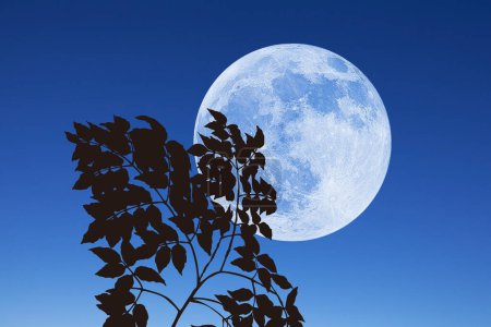 Téléchargez les photos : Pleine lune dans le ciel nocturne et branches avec des feuilles - en image libre de droit