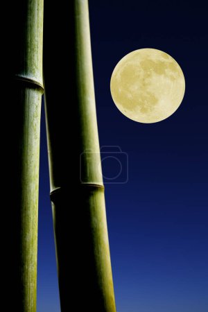 Foto de Luna en el cielo nocturno y árbol de bambú - Imagen libre de derechos