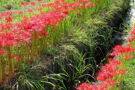 Beautiful red spider lily flowers, or Lycoris radiata in  Japan
