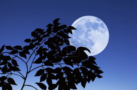 Téléchargez les photos : Pleine lune dans le ciel nocturne et branches avec des feuilles - en image libre de droit
