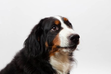 Foto de Retrato de Bernese Mountain Dog de cerca - Imagen libre de derechos