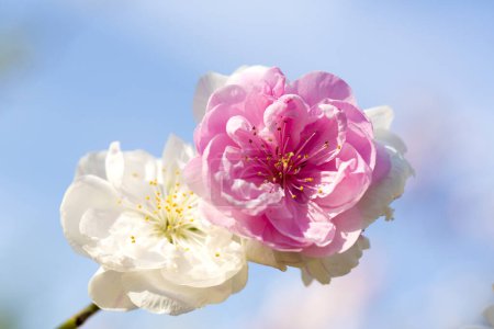 Foto de Primer plano de hermosas flores rosadas y blancas en el soleado día de primavera - Imagen libre de derechos
