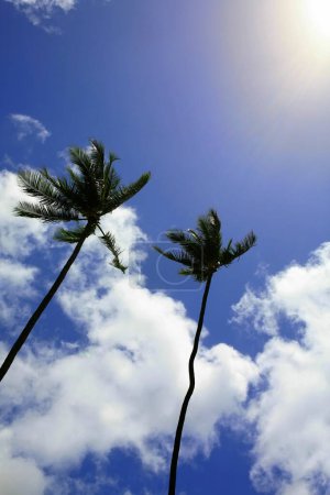 Photo for Low angle view of beautiful palm trees on blue sky background - Royalty Free Image