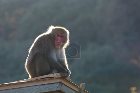 Foto de Un mono lindo sentado en el techo de madera, de cerca - Imagen libre de derechos