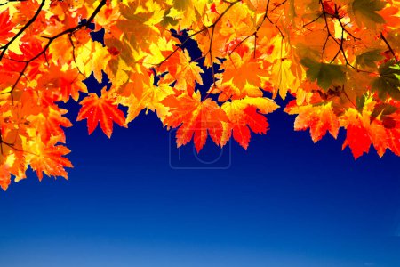 Foto de Hermoso otoño hojas de arce sobre fondo cielo azul - Imagen libre de derechos