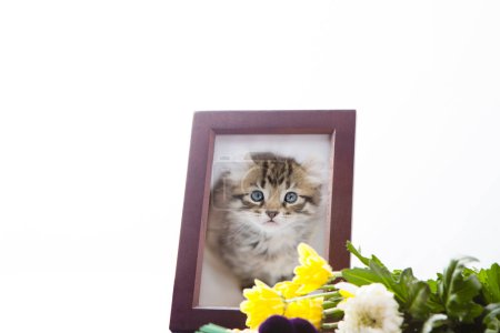 Téléchargez les photos : Portrait de chat de famille dans un cadre en bois - en image libre de droit